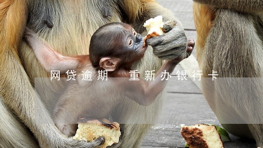 网贷逾期 重新办银行卡 网贷逾期 重新办银行卡